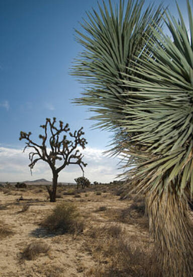 Ejemplos de xerófitos: plantas de regiones secas