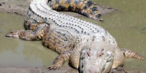 23 animales que comen los cocodrilos de agua salada