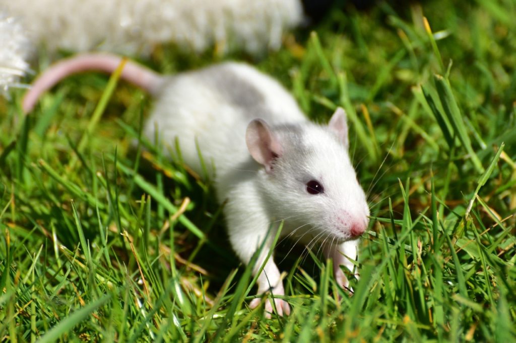 rata blanca